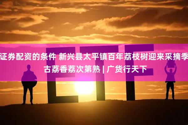 证券配资的条件 新兴县太平镇百年荔枝树迎来采摘季 古荔香荔次第熟 | 广货行天下